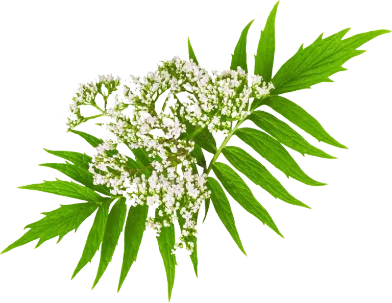 buy cbd recovery tincture