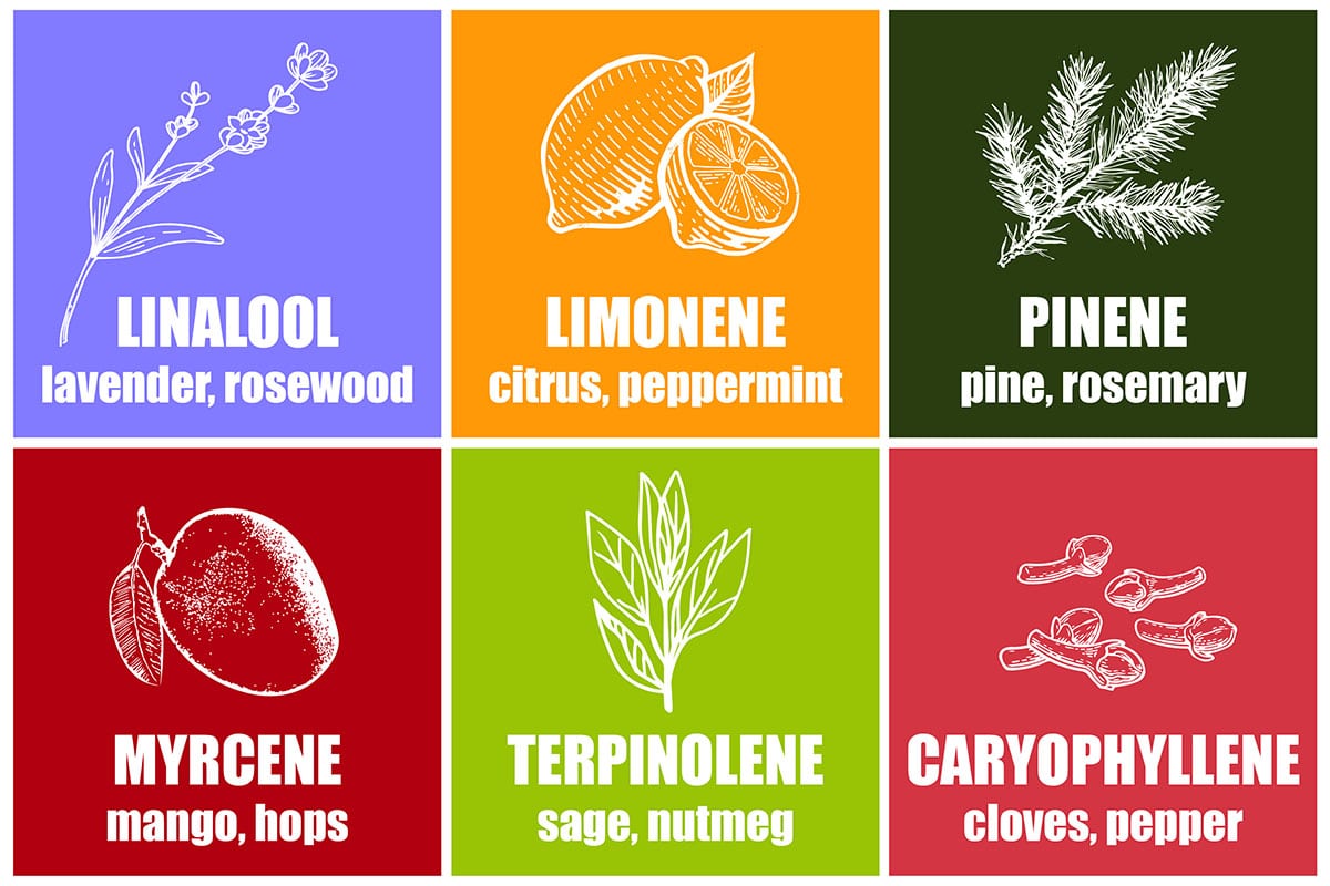 CBD Terpenes