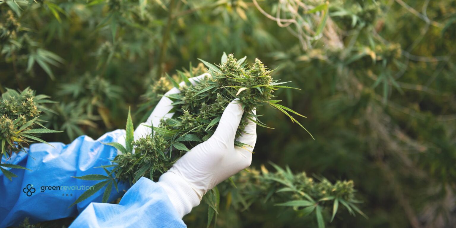 What Do Terpenes Do