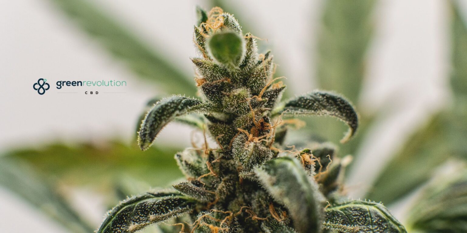 What are Terpenes