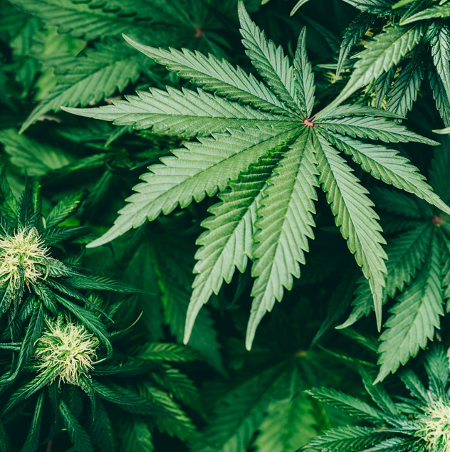 How-CBD-Works-With-Terpenes