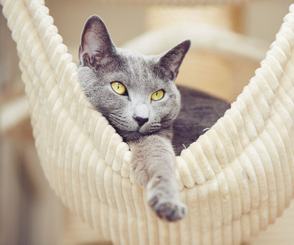 How-to-Choose-the-Right-CBD-Oil-for-Cats