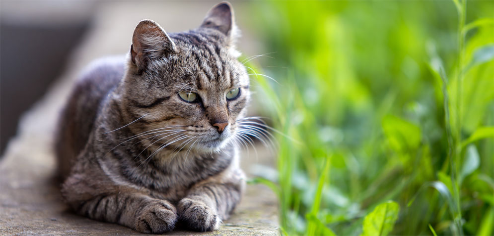 cbd-for-cats