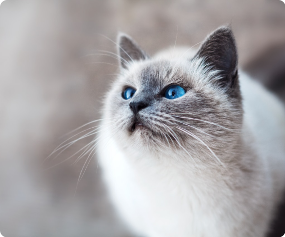 cbd for pets